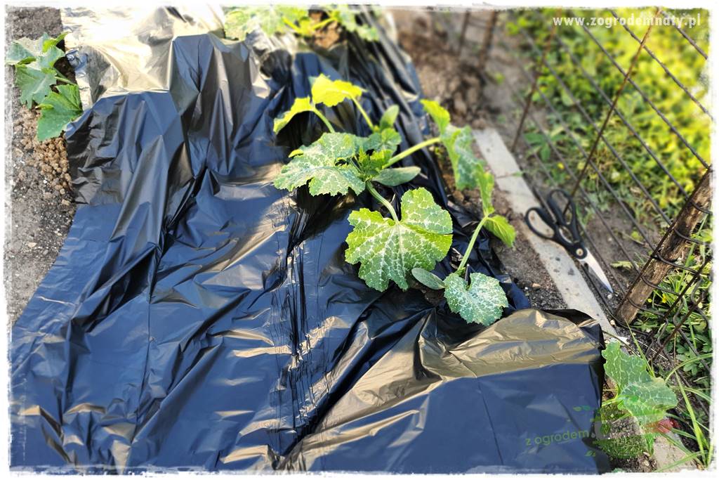 agrowłóknina ściółkująca 19