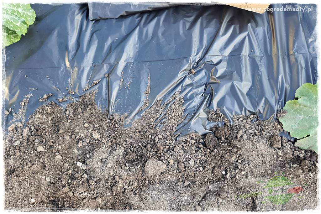 agrowłóknina ściółkująca 21 agrowłóknina ściółkująca 21