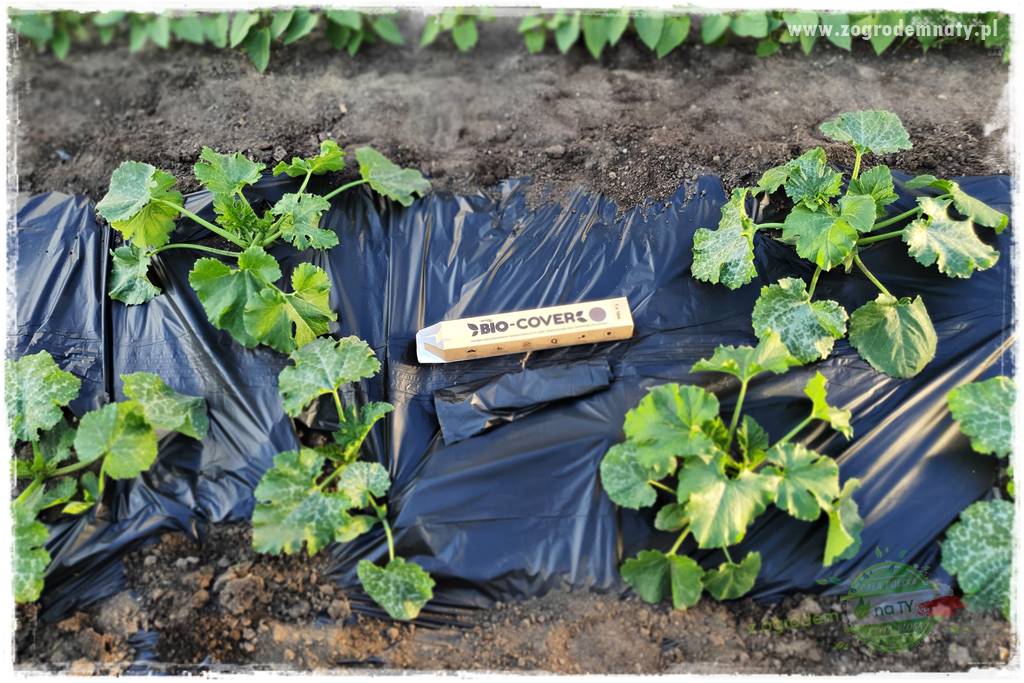 agrowłóknina ściółkująca 22 agrowłóknina ściółkująca 22