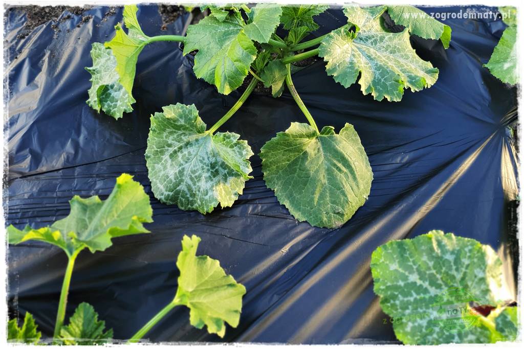 agrowłóknina ściółkująca 23