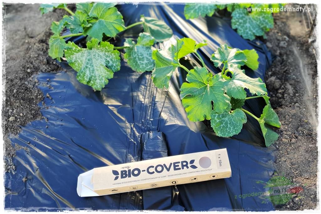 agrowłóknina ściółkująca 24