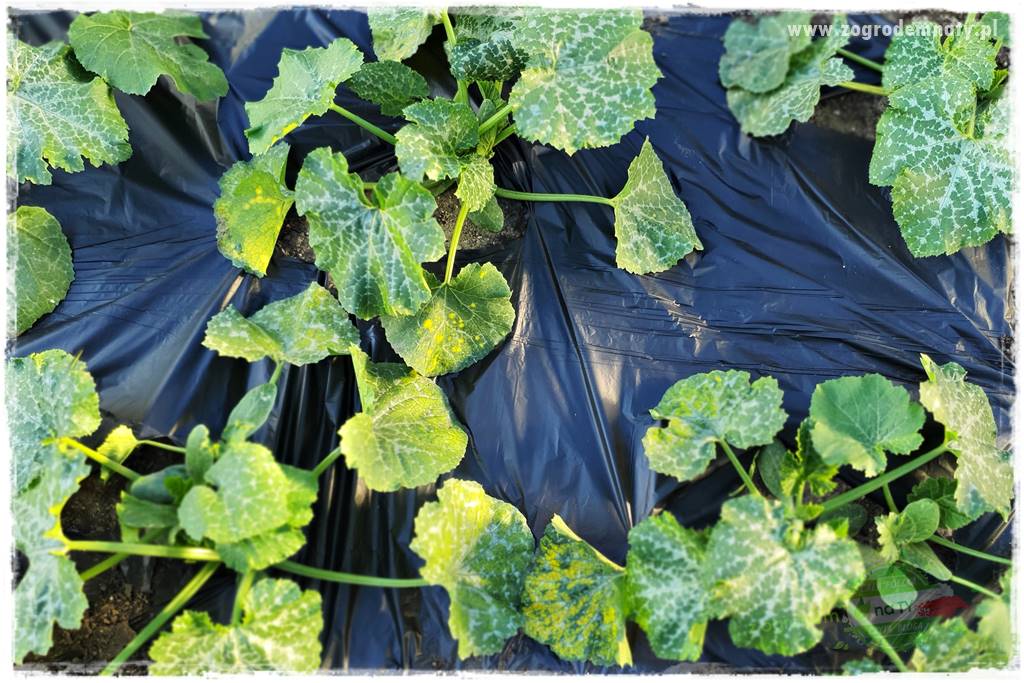 agrowłóknina ściółkująca 25