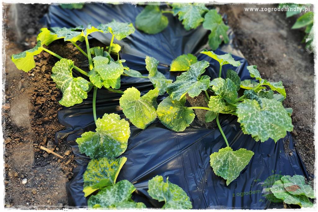 agrowłóknina ściółkująca 27