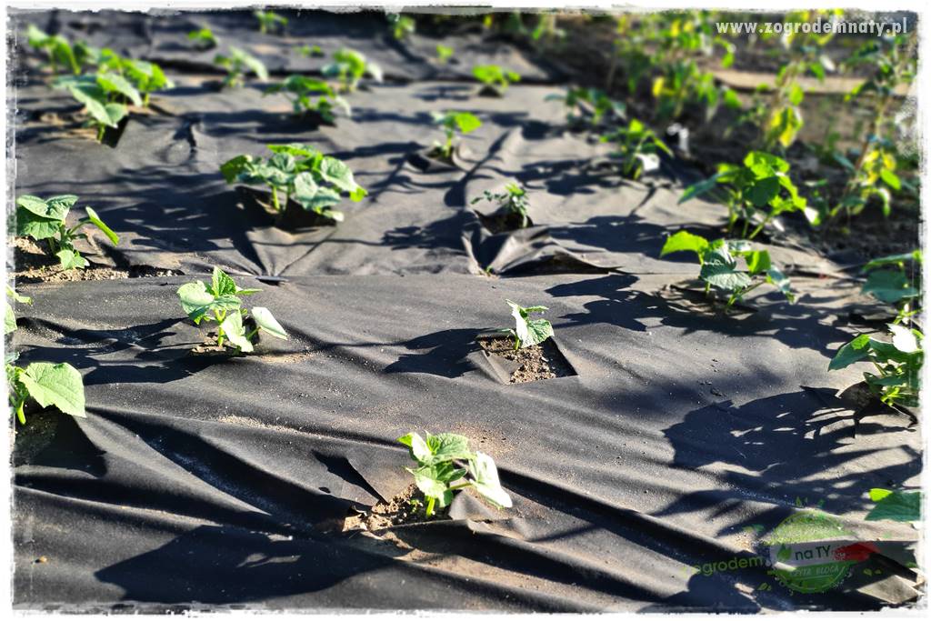 agrowłóknina ściółkująca 28 agrowłóknina ściółkująca 28