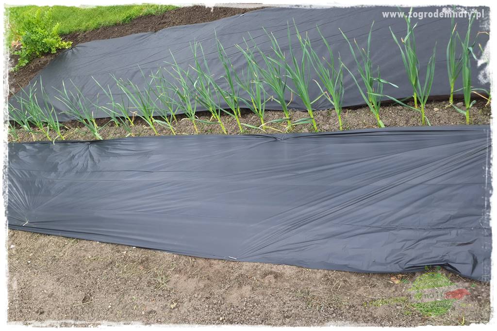 agrowłóknina ściółkująca 29 agrowłóknina ściółkująca 29