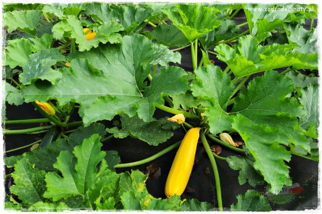 agrowłóknina ściółkująca 30 agrowłóknina ściółkująca 30