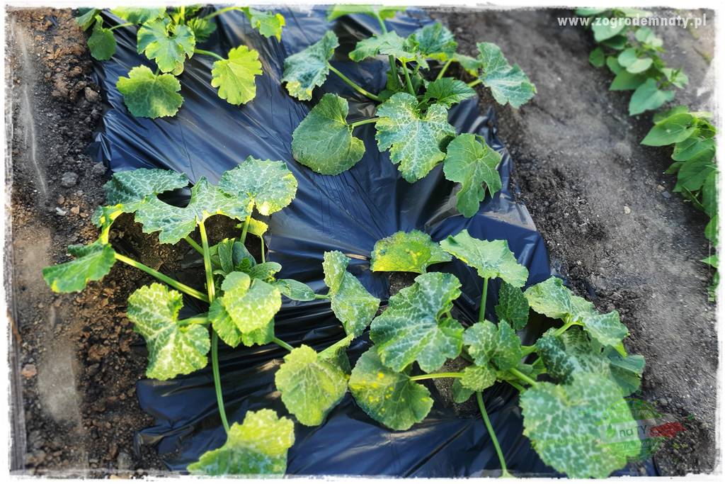 agrowłóknina ściółkująca 5 agrowłóknina ściółkująca 5