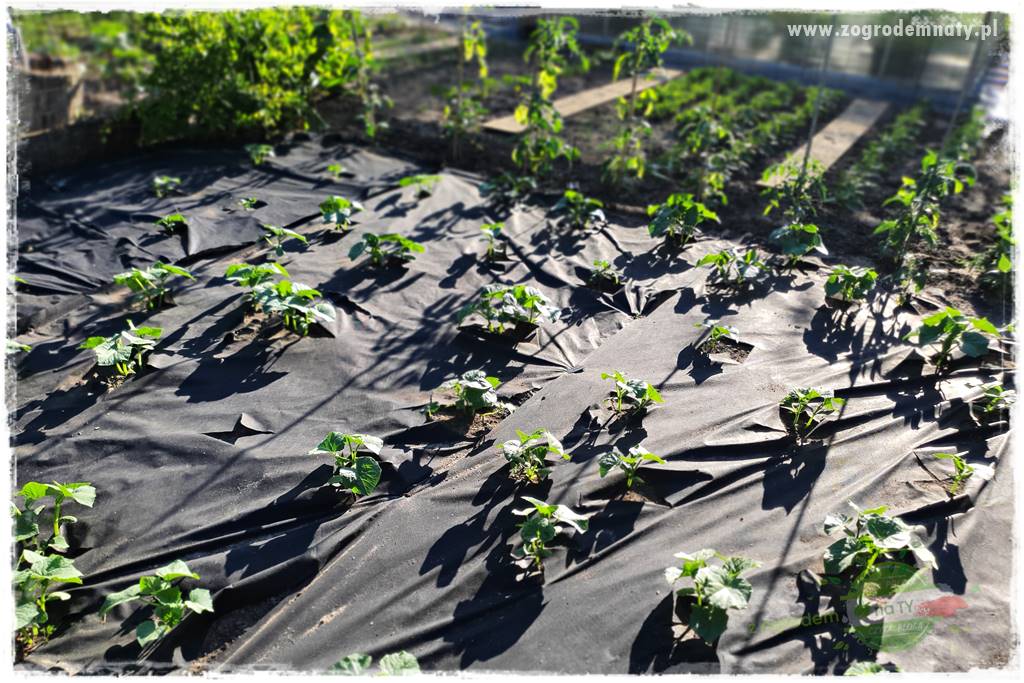 agrowłóknina ściółkująca 6 agrowłóknina ściółkująca 6