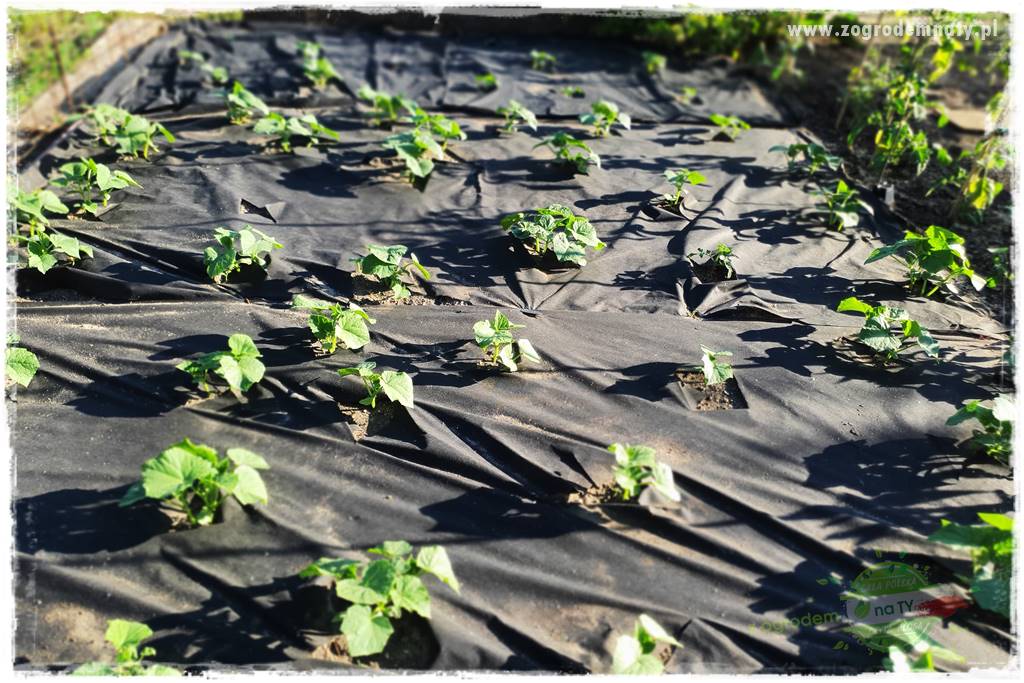 agrowłóknina ściółkująca 8