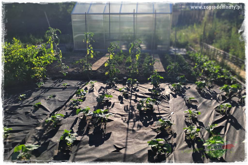 agrowłóknina ściółkująca 9