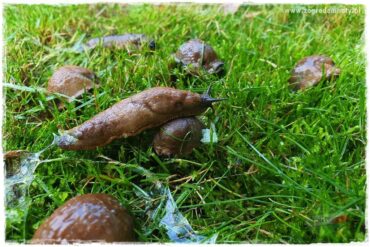 bariera na ślimaki 0