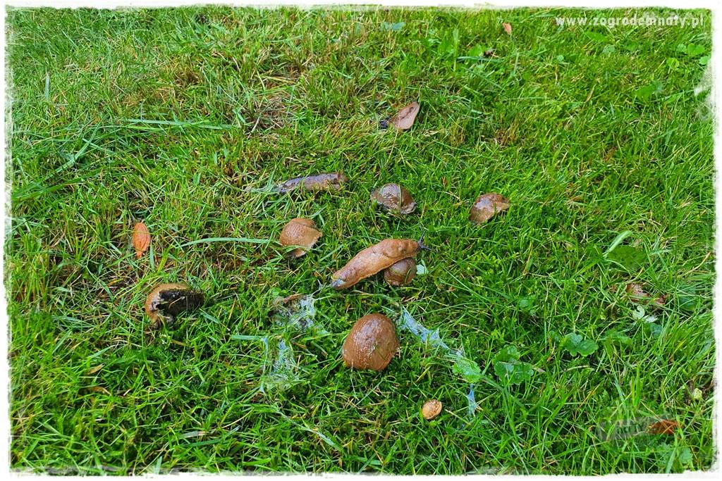 bariera na ślimaki 1