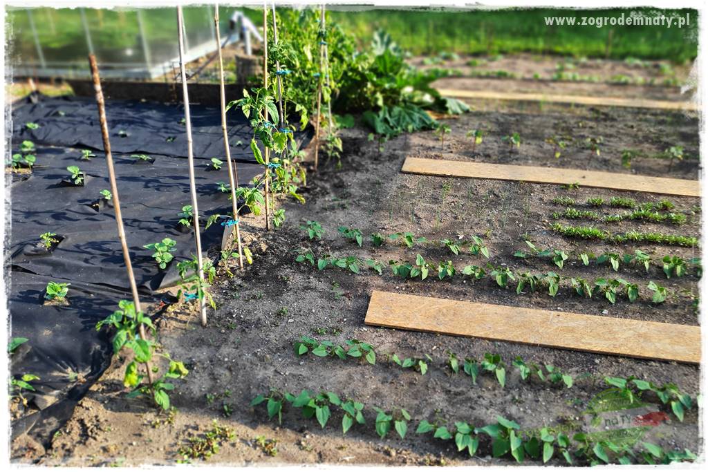 bariera na ślimaki 10