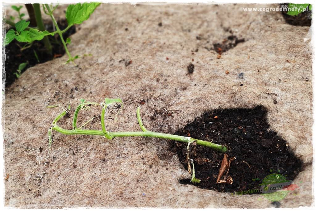 bariera na ślimaki 11