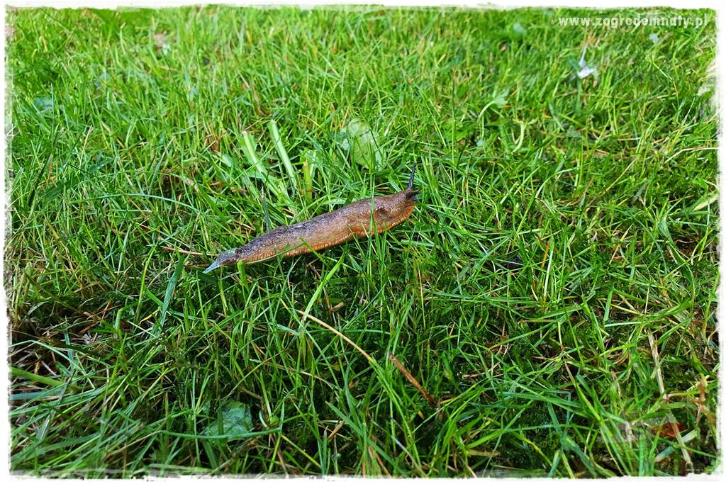 bariera na ślimaki 12