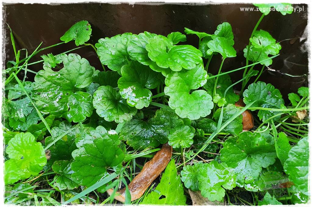 bariera na ślimaki 13