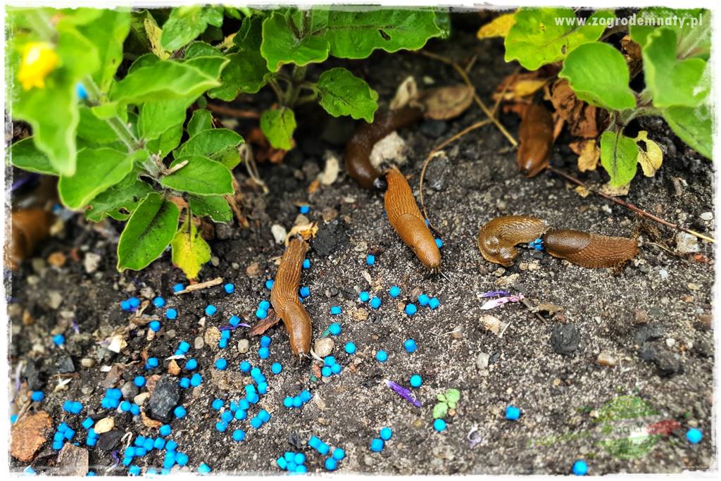 bariera na ślimaki 14