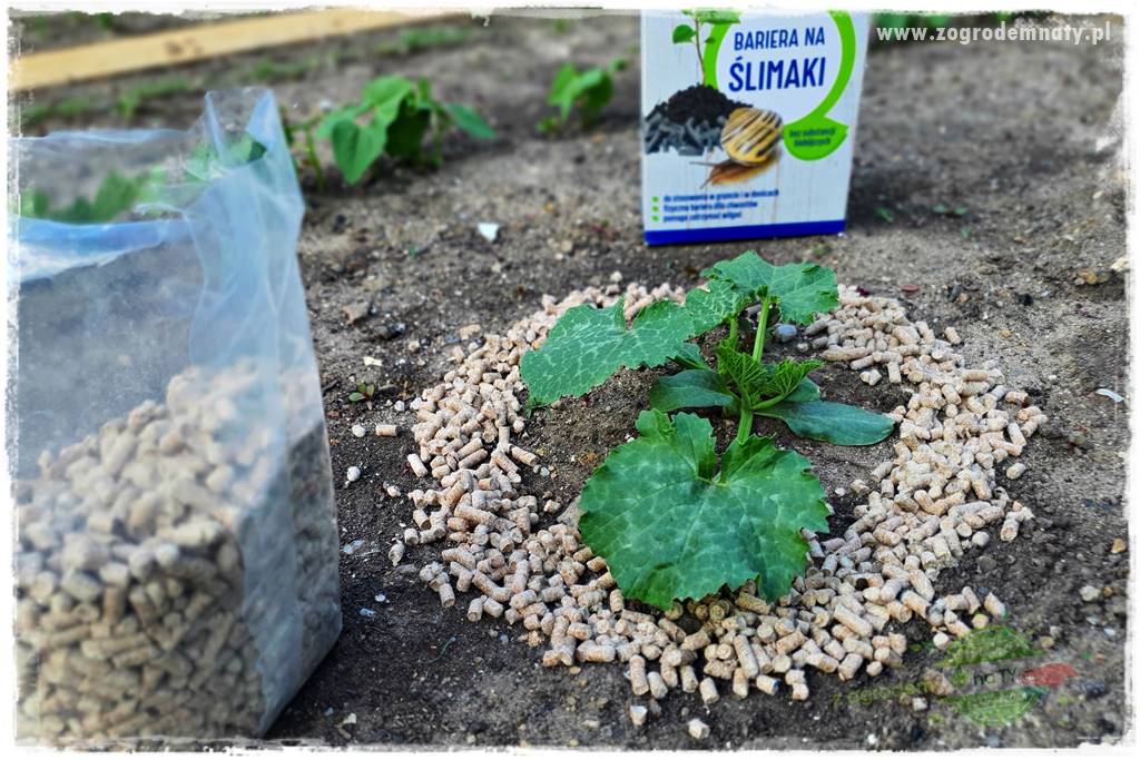 bariera na ślimaki 19