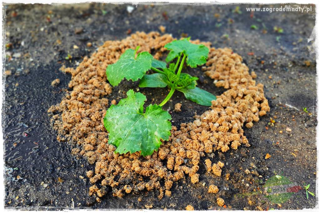 bariera na ślimaki 20