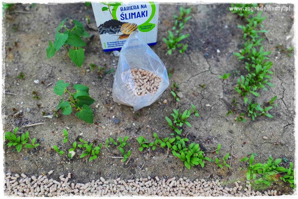bariera na ślimaki 21
