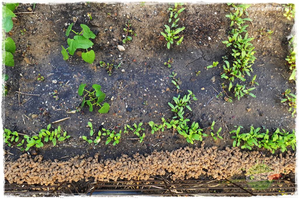 bariera na ślimaki 22