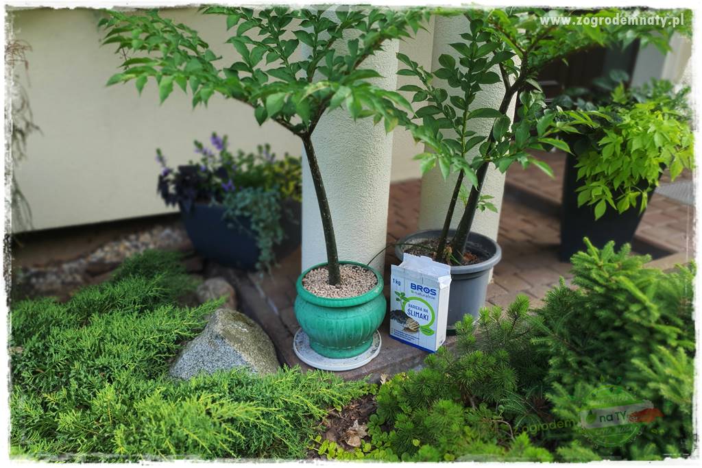 bariera na ślimaki 24