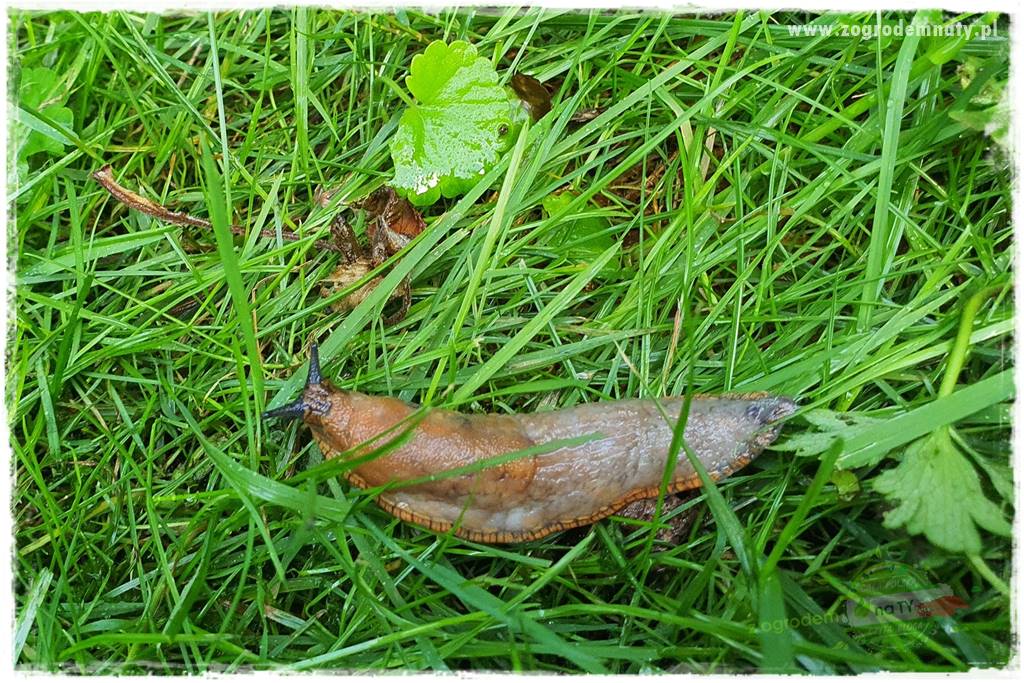 bariera na ślimaki 25