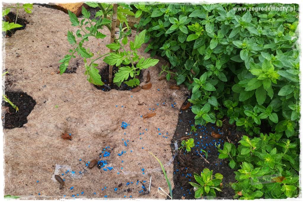 bariera na ślimaki 27