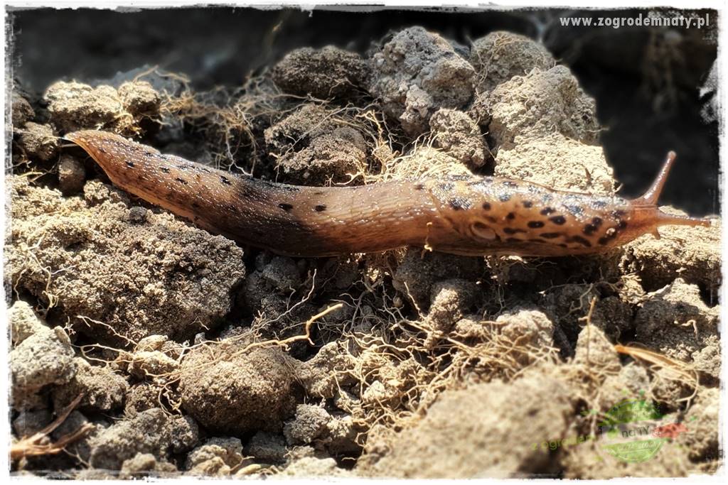 bariera na ślimaki 3