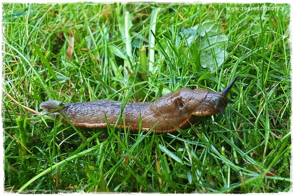 bariera na ślimaki 4