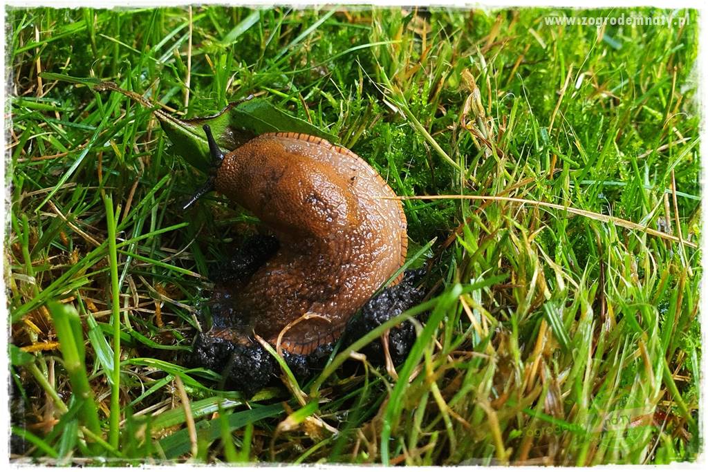 bariera na ślimaki 5