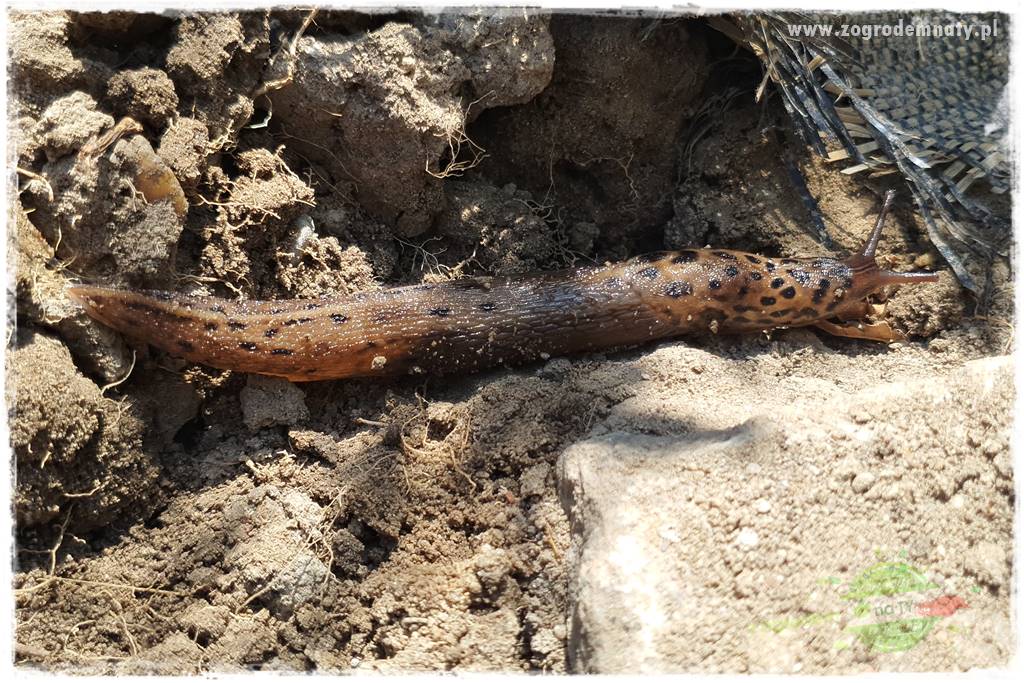 bariera na ślimaki 6