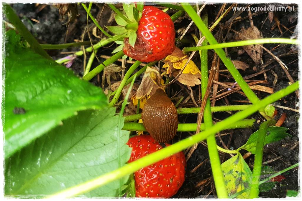 bariera na ślimaki 8