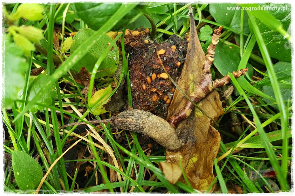 bariera na ślimaki 9