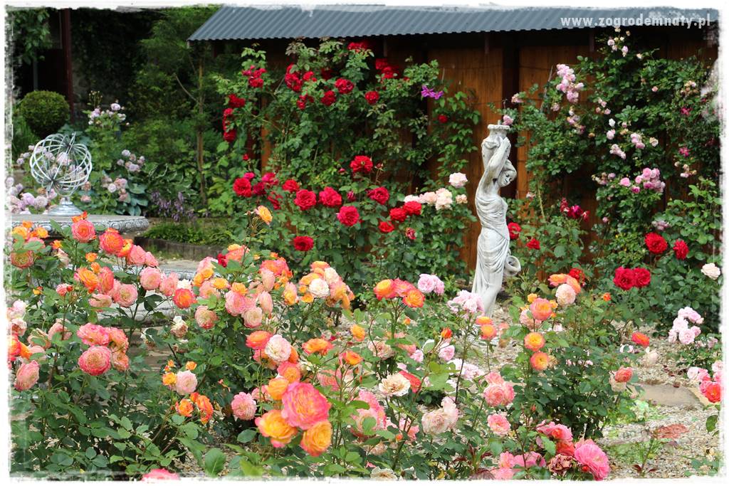 czarna plamistość róży 1