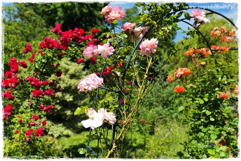 czarna plamistość róży 12