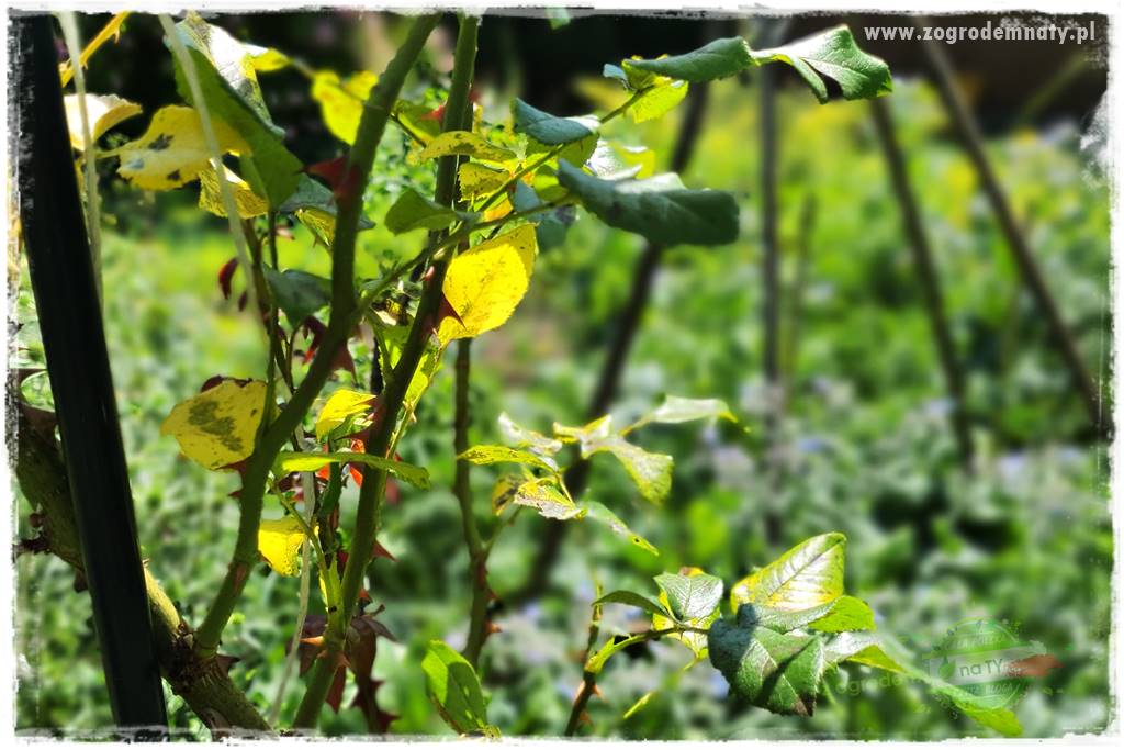 czarna plamistość róży 13