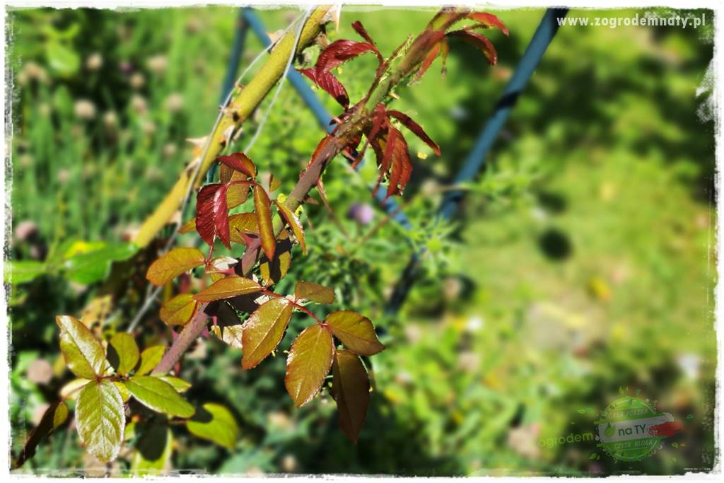 czarna plamistość róży 15