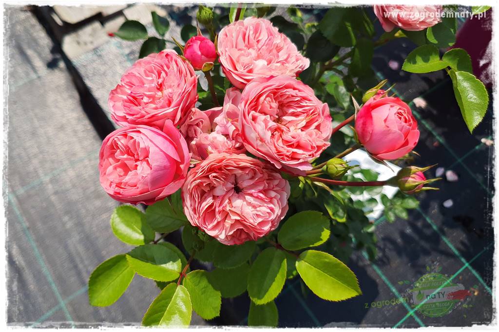 czarna plamistość róży 17