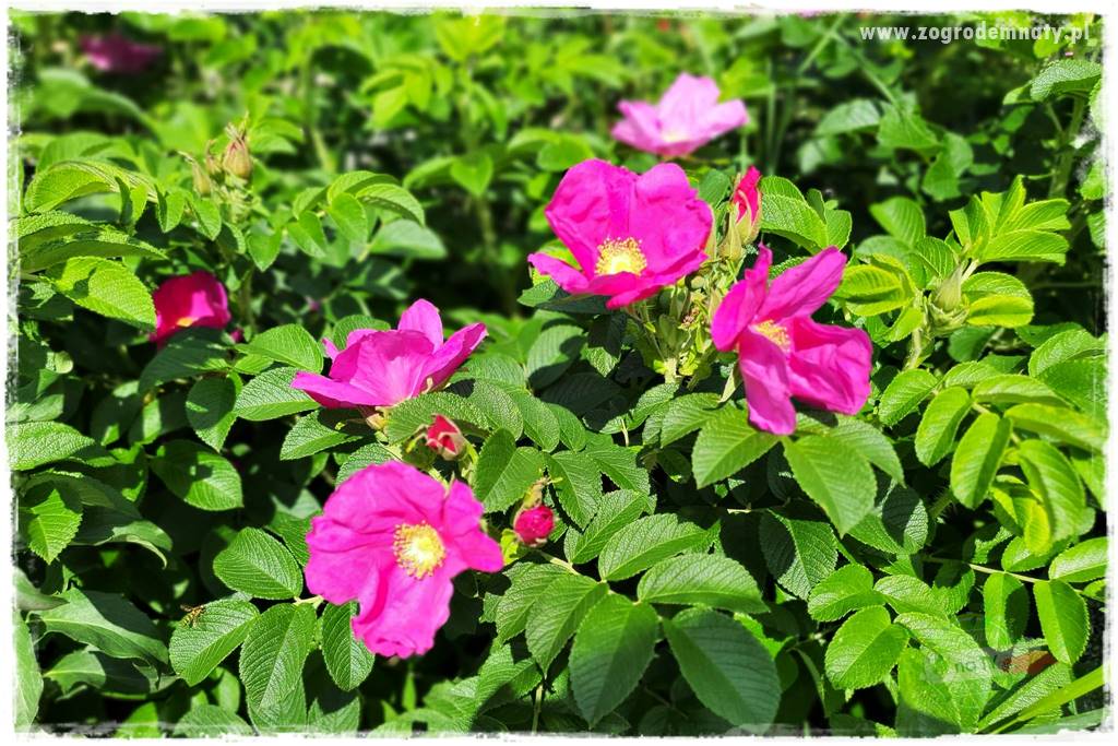 czarna plamistość róży 18