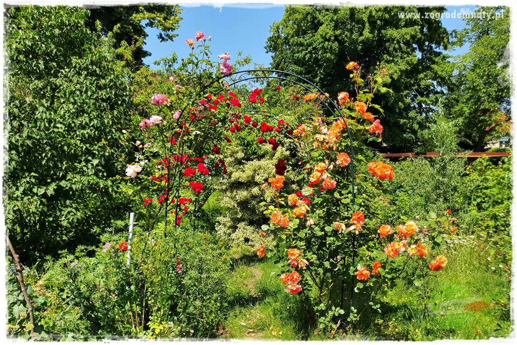 czarna plamistość róży 19