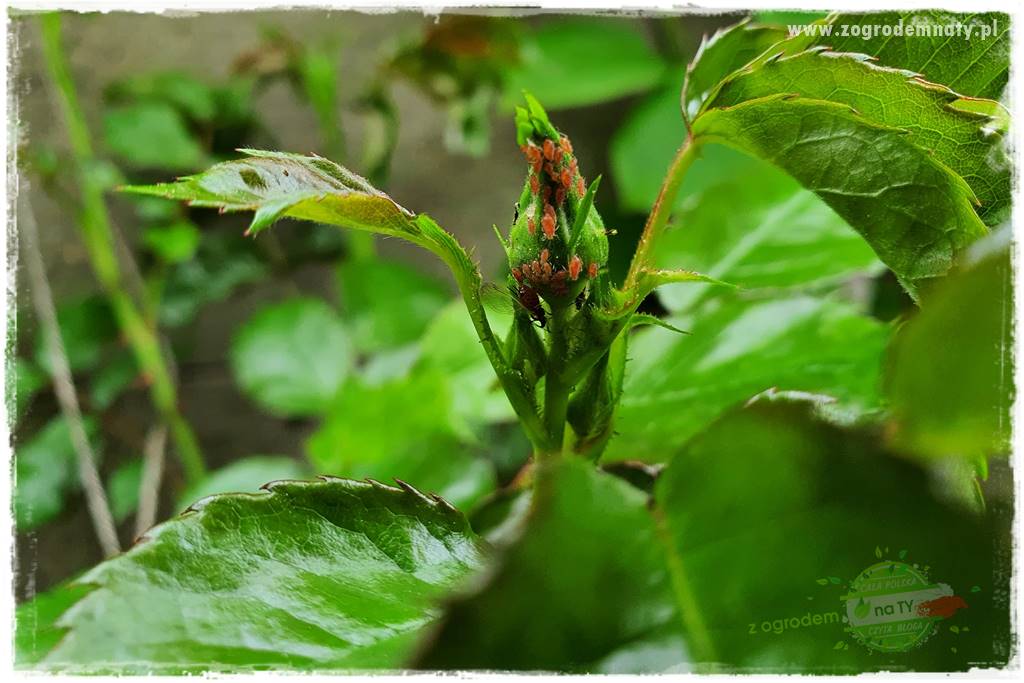 czarna plamistość róży 21