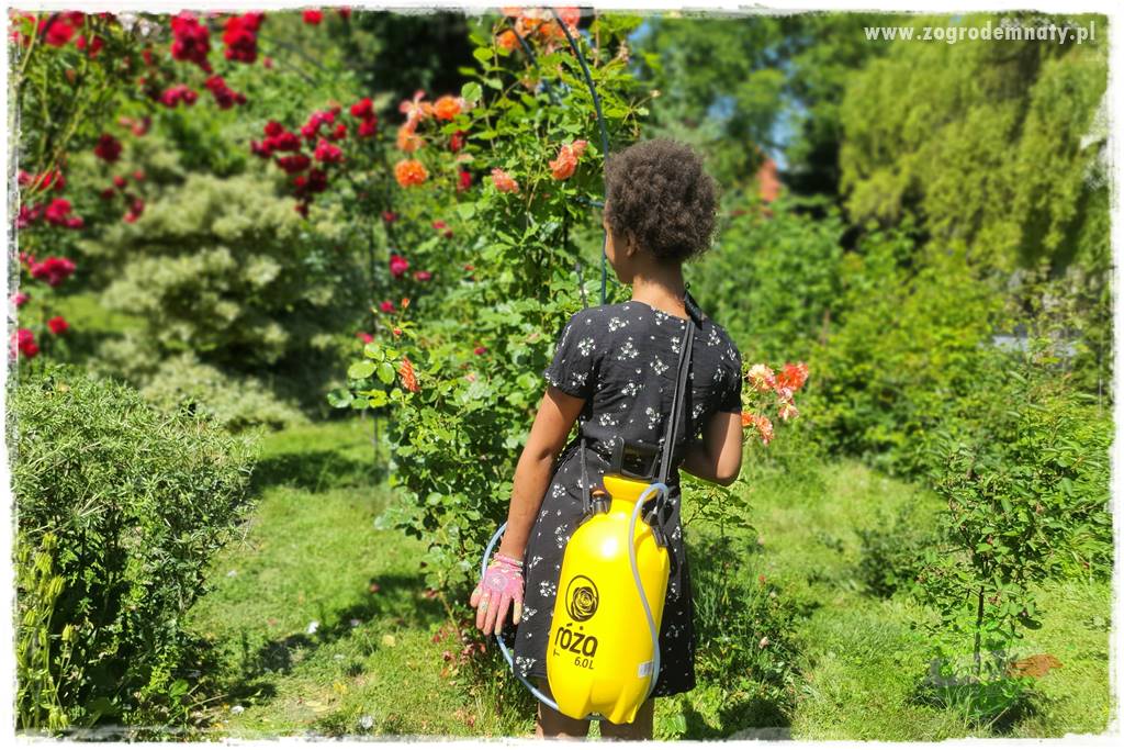 czarna plamistość róży 23