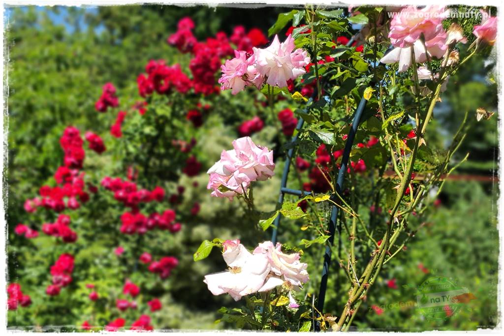 czarna plamistość róży 24