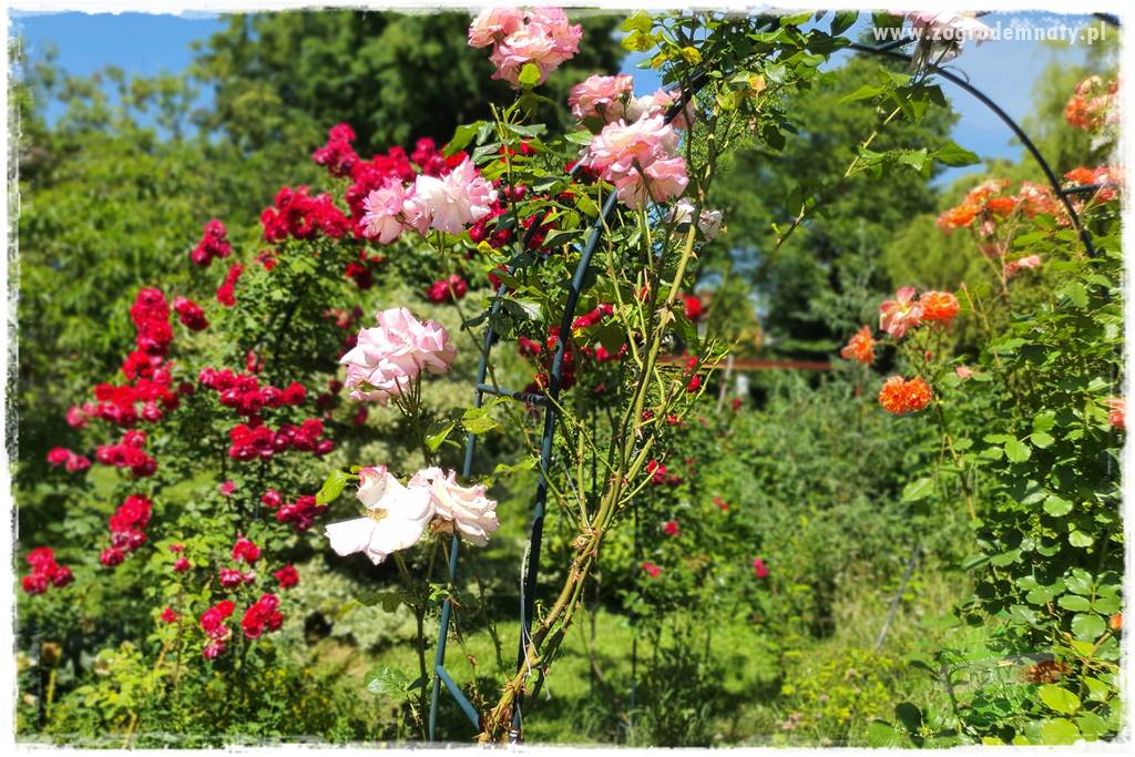 czarna plamistość róży 25