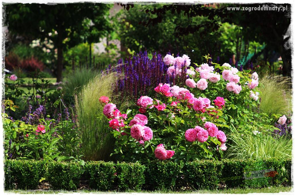 czarna plamistość róży 26