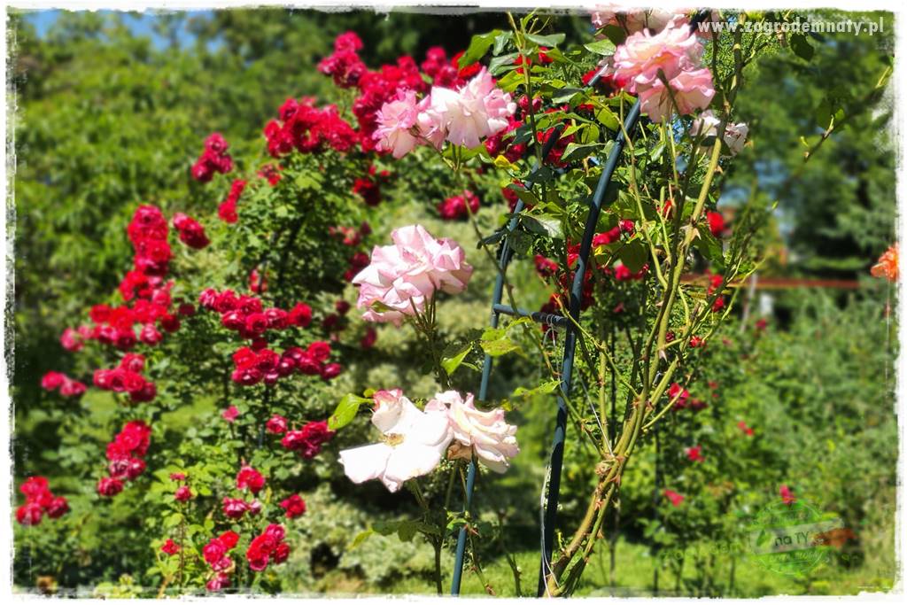 czarna plamistość róży 28