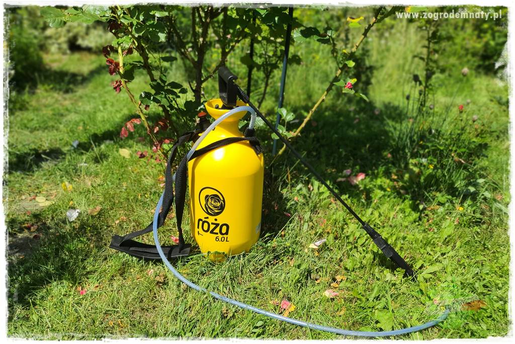 czarna plamistość róży 29