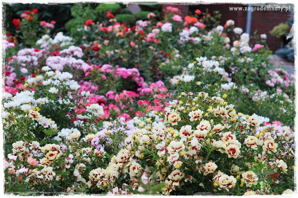 czarna plamistość róży 3