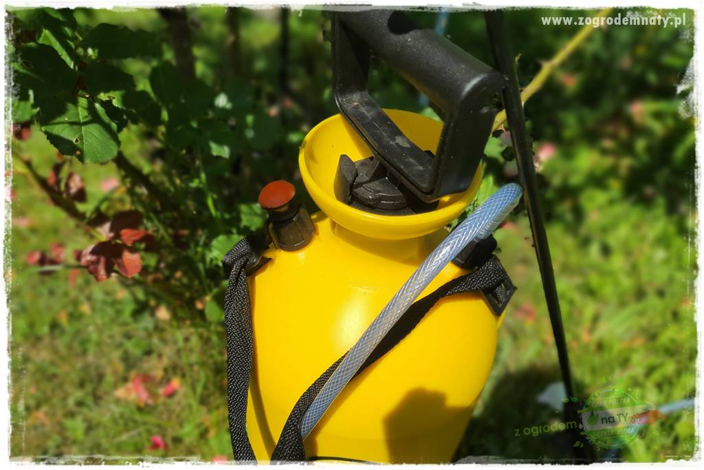 czarna plamistość róży 31